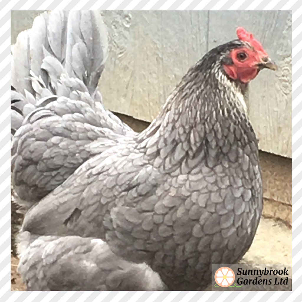 Confessions of a crazy chicken lady and our backyard chickens!