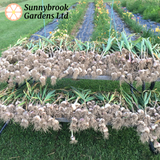 Organically grown garlic for sale at Sunnybrook Gardens Ltd, Brimfield, Ohio